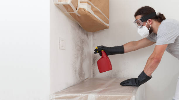 Professional Basement Mold Remediation technician working in Huntington, TX