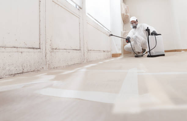 24/7 Emergency Basement Mold Remediation experts in Huntington, TX