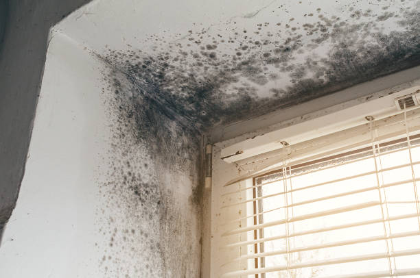 Affordable Basement Mold Remediation solutions in Huntington, TX